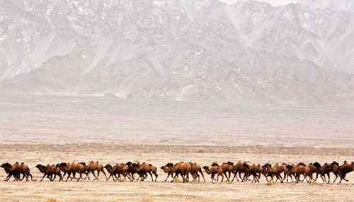 AramcoWorld at 75: Camels and Their Magnificent Migration