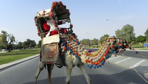 Donkey Riding in Dhahran