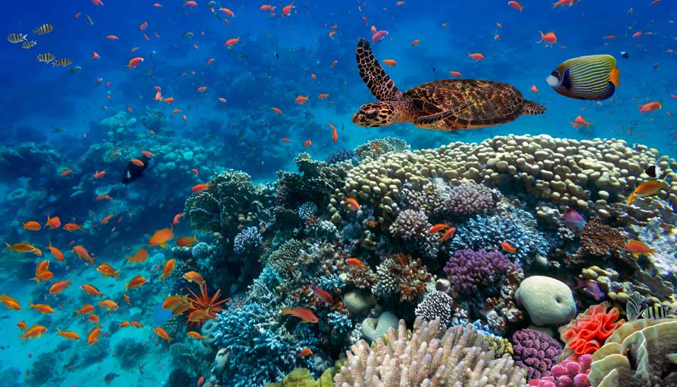 II. Exploring the Breathtaking Marine Life in the Red Sea