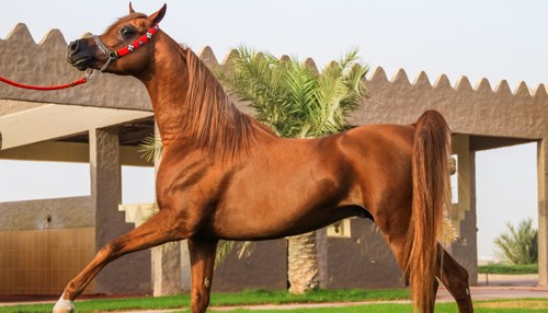 The Arabian: Equine Perfection Defined