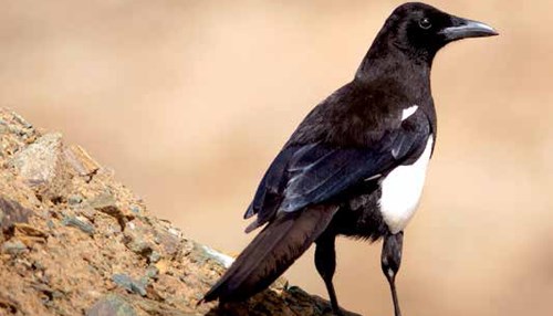 Protecting the Asir Magpie: Saudi Aramco Lends a Helping Hand to Protect a Rare Bird