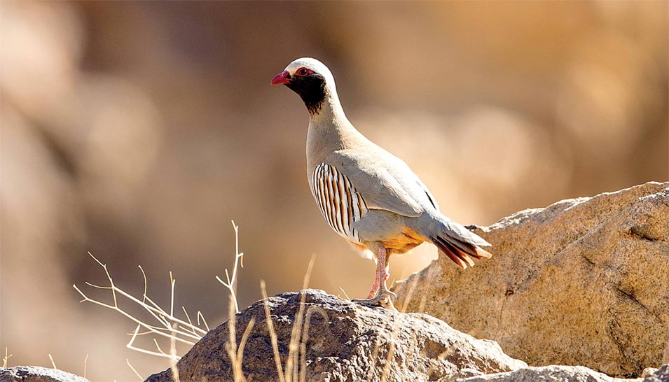 International Day for Biodiversity