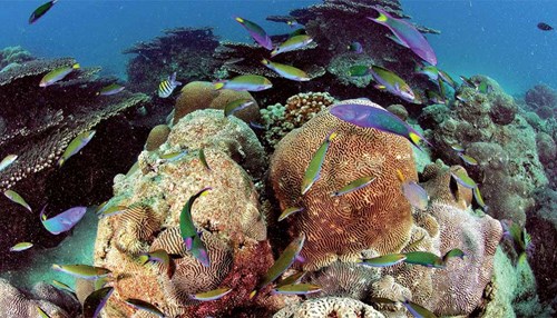 Increasing Efforts to Protect and Enhance Coral Reefs