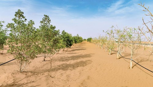 Reducing Desertification with Native Trees