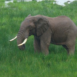 Kenya Safari 2009
