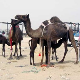 Hofuf Camel Market - 2004